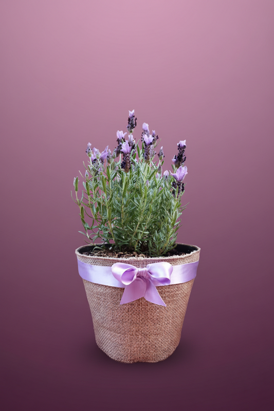 PLANTAS DE LAVANDA