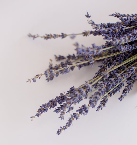La lavanda y sus beneficios: todo lo que esta planta puede hacer por ti