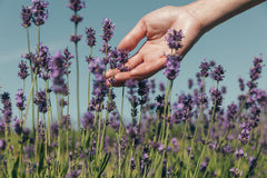 Conoce los ingredientes que hacen especiales nuestros productos