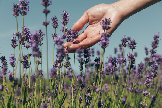 Conoce los ingredientes que hacen especiales nuestros productos