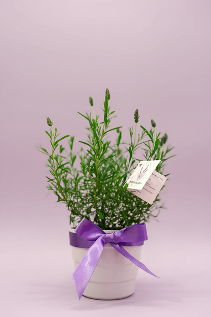 Planta Lavanda
