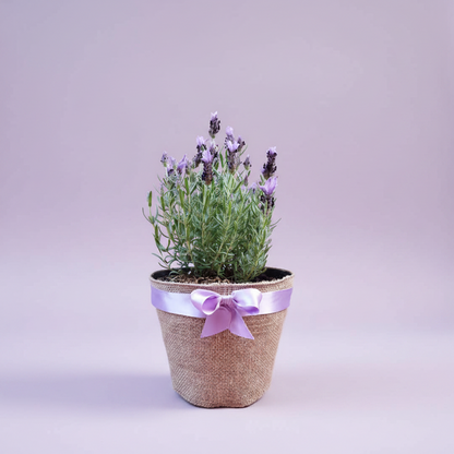 Planta Lavanda