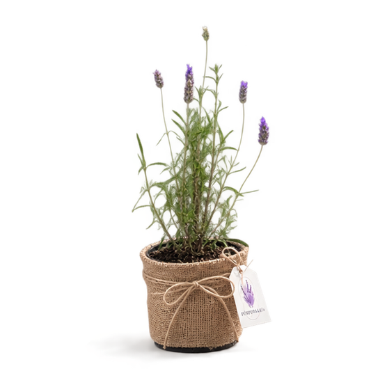 Planta Lavanda
